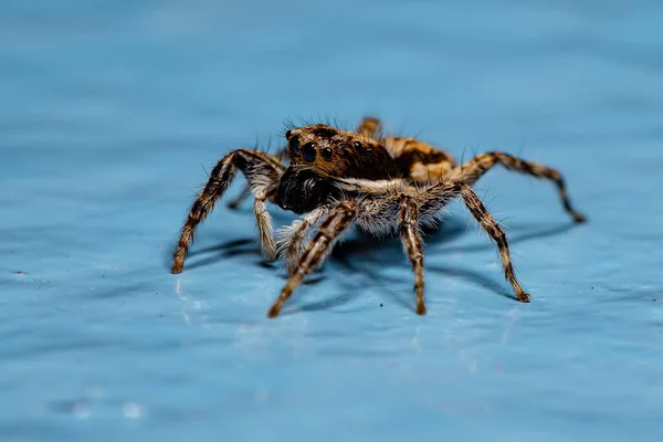 Adulto Feminino Cinzento Parede Saltando Aranha Espécie Menemerus Bivittatus — Fotografia de Stock