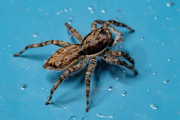 Pared Gris Hembra Adulta Saltando Araña Especie Menemerus Bivittatus — Foto de Stock