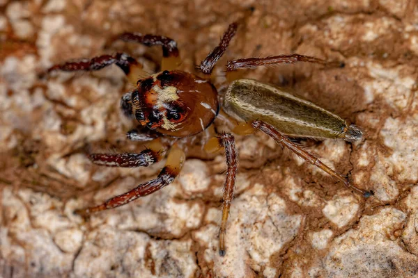 Ενήλικας Αρσενικό Άλμα Αράχνη Του Genus Colonus — Φωτογραφία Αρχείου