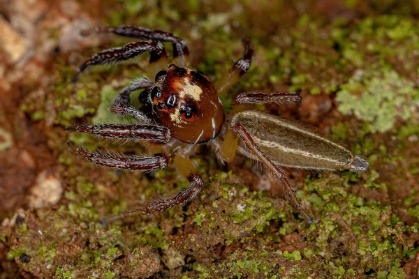 Adult Male Jumping Spider Genus Colonus — Stock Photo, Image