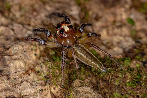 Adult Male Jumping Spider Genus Colonus — Stock Photo, Image