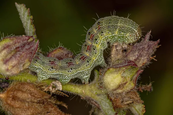 Family Noctuidae ノクトゥディウス科 の緑の角虫 — ストック写真