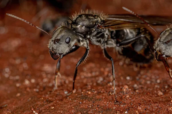 Adulto Feminino Carpinteiro Rainha Formiga Gênero Camponotus — Fotografia de Stock