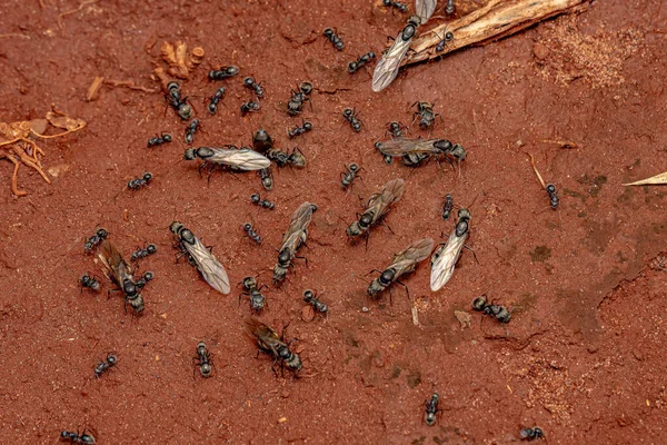 Adulto Carpintero Hormigas Reina Del Género Camponotus —  Fotos de Stock