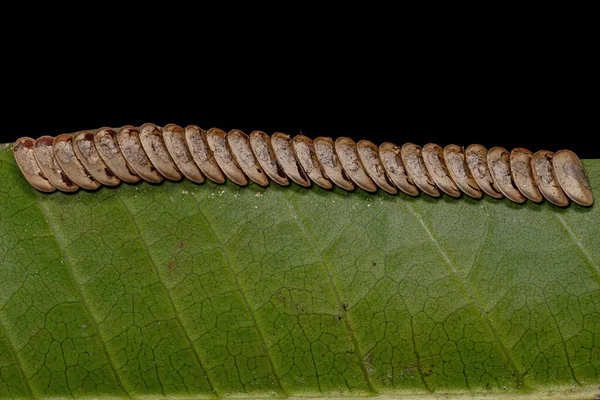葉カティディドは亜科Phaneropterinaeの卵を孵化させました — ストック写真