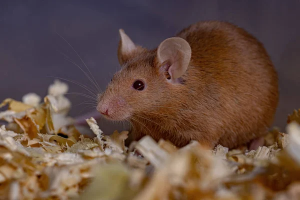 Kleine Huismuis Van Soort Mus Musculus — Stockfoto