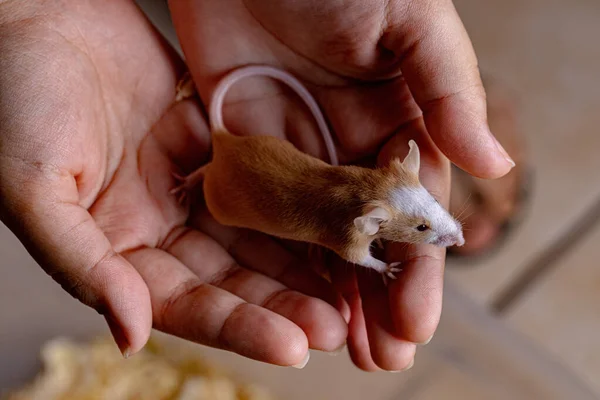 Μικρό Ποντίκι House Του Είδους Mus Musculus — Φωτογραφία Αρχείου