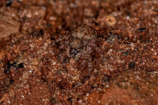 Αράχνη Του Είδους Marma Nigritarsis — Φωτογραφία Αρχείου