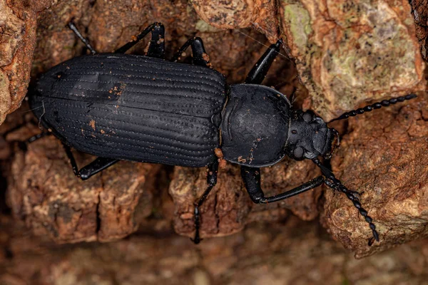 Adult Darkling Beetle Del Género Zophobas — Foto de Stock