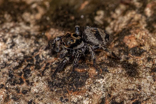 Pequenas Aranhas Saltadoras Género Corythalia — Fotografia de Stock