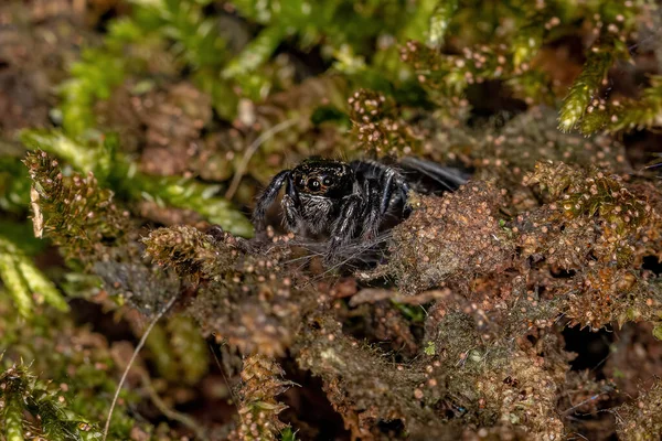 Маленький Стрибаючий Павук Роду Corythalia — стокове фото