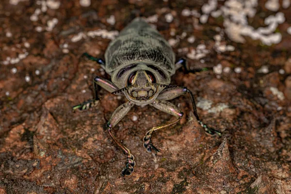Adult Ceiba Borer Escarabajo Especie Euchroma Giganteum — Foto de Stock