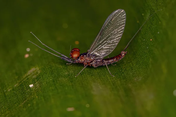 Взрослый Мужчина Жабрами Mayfly Семейства Leptophlebiidae — стоковое фото