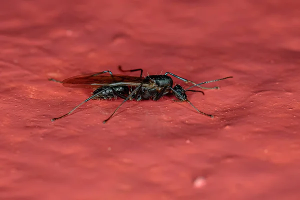 Adult Male Winged Carpenter Ant Genus Camponotus — Stock Photo, Image