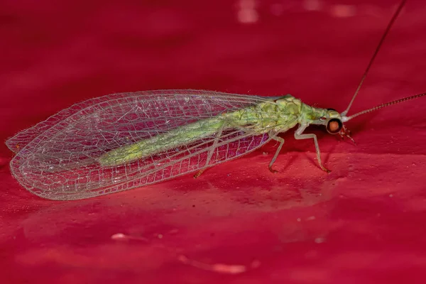 Dospělí Typické Zelené Krajkové Křídlo Rodu Ceraeochrysa — Stock fotografie