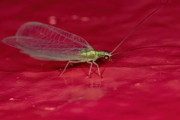 Ενηλίκων Τυπική Πράσινη Δέσμευση Του Genus Ceraeochrysa — Φωτογραφία Αρχείου