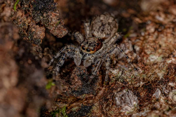 Küçük Erkek Gri Duvar Atlayan Örümcek Türü Menemerus Bivittatus — Stok fotoğraf