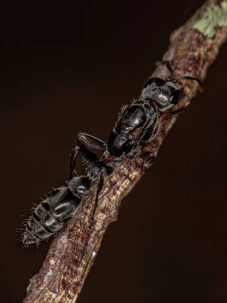 Adulto Galho Rainha Formiga Gênero Pseudomyrmex — Fotografia de Stock