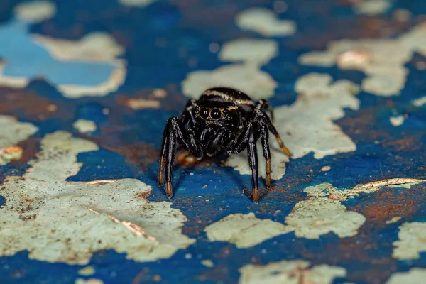 Small Male Jumping Spider Subtribe Dendryphantina — Stock Photo, Image