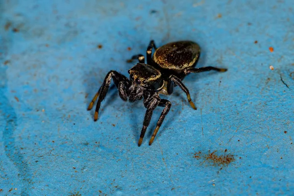 Liten Manliga Hoppa Spindel Substammen Dendryphantina — Stockfoto