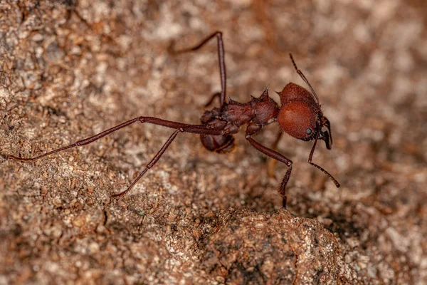 Adult Atta Leaf Cutter Ant Genus Atta — Stock Photo, Image