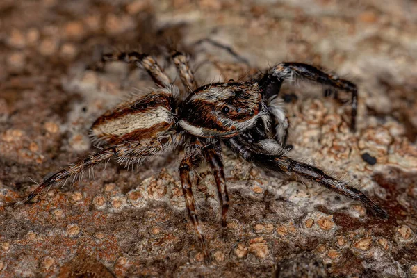 Adult Male Gray Wall Jumping Spider Species Menemerus Bivittatus — Stock Photo, Image