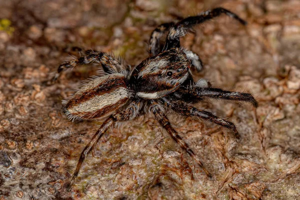 成虫のオスの灰色の壁が種のクモをジャンプ Menerus Bivitatus — ストック写真
