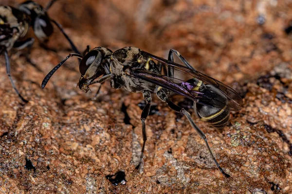 Оса Метаполибии Рода Adult Paper Wasp — стоковое фото