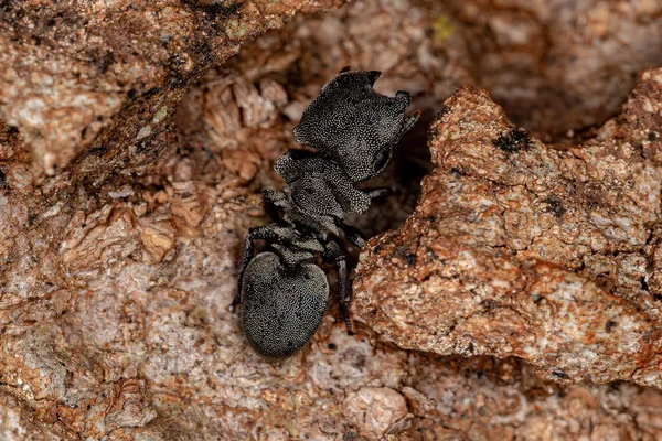 Dospělý Želví Mravenec Rodu Cefalotes — Stock fotografie