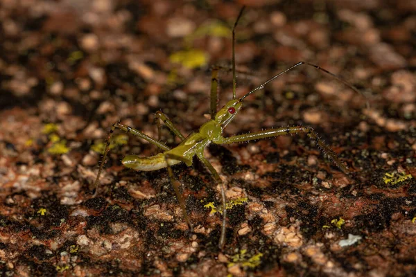 Assassin Bug Nymfa Kmene Harpactorini — Stock fotografie