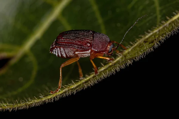 Adult Case Bearing Leaf Beetle Van Onderfamilie Cryptocephalinae — Stockfoto