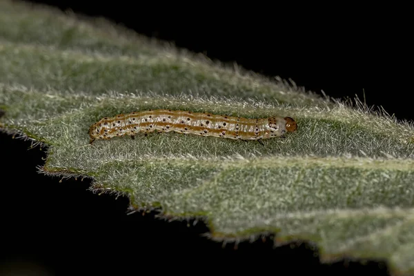 Pequena Larva Traça Ordem Lepidoptera — Fotografia de Stock