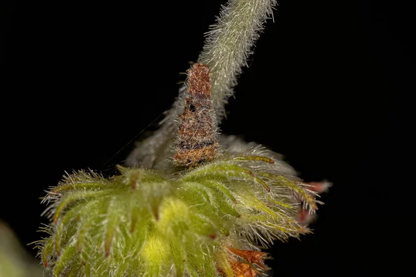 Chlamisus Cinsinden Gizlenmiş Yaprak Böceği Larvası — Stok fotoğraf