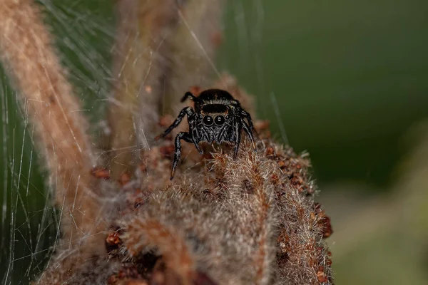Alt Familyanın Küçük Siyah Zıplayan Örümceği — Stok fotoğraf
