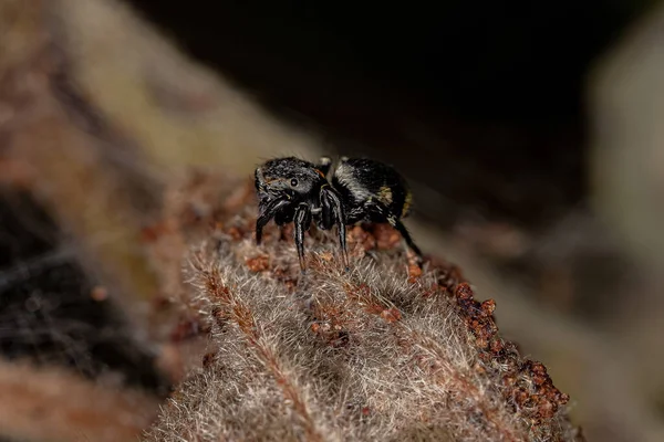 Маленький Черный Паук Подсемейства Salticinae — стоковое фото