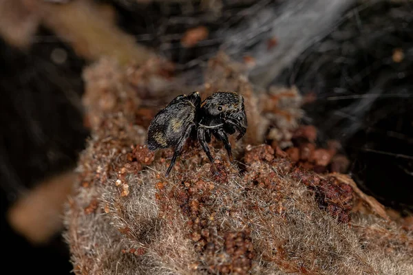 Маленький Черный Паук Подсемейства Salticinae — стоковое фото