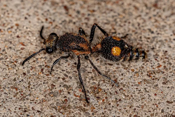 Mrówka Aksamitna Dorosła Rodzaju Traumatomutilla — Zdjęcie stockowe