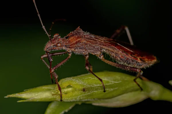 Neomegalotomus Parvus Türünün Yetişkin Geniş Başlı Böceği — Stok fotoğraf