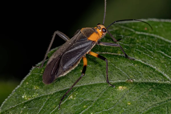 Insecto Vegetal Adulto Familia Miridae —  Fotos de Stock