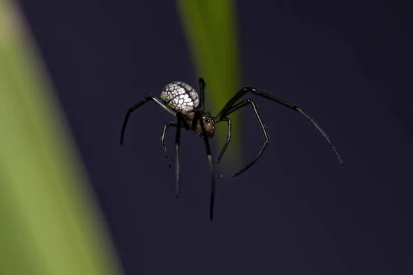 Leucauge属的小兰花蜘蛛 — 图库照片
