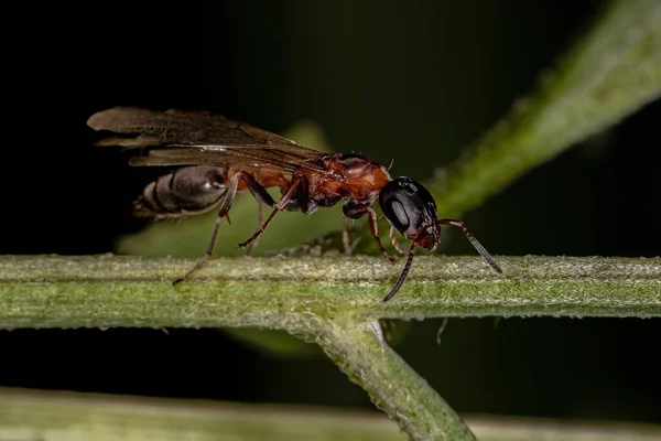 大人Twig女王アリのザ Genus Psudomyrmex — ストック写真