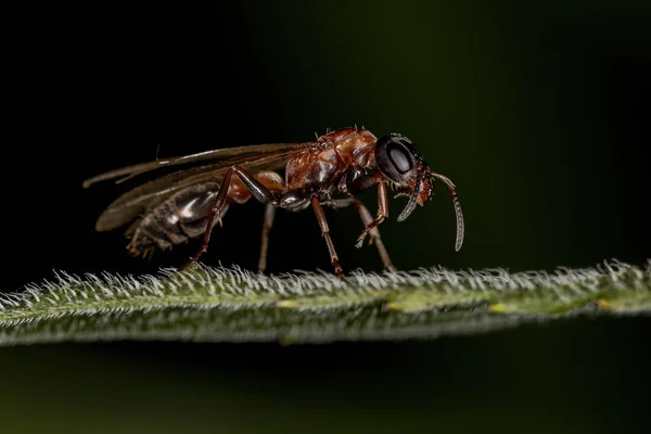 Erwachsene Zweigkönigin Ameise Der Gattung Pseudomyrmex — Stockfoto