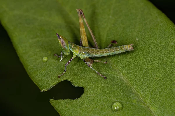 Mono Saltamontes Ninfa Familia Eumastacidae — Foto de Stock