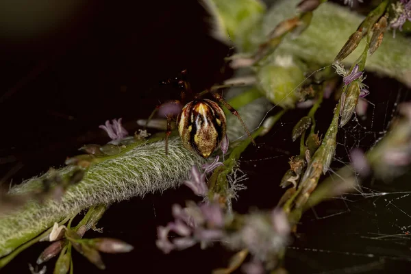 Pequeña Araña Cobweb Familia Theridiidae — Foto de Stock