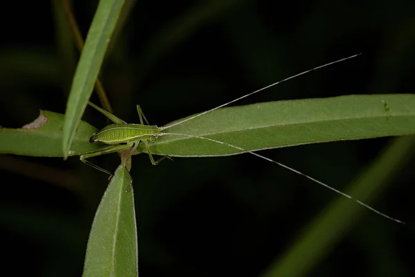 Phaneropterine Adulto Katydid Tribo Aniarellini — Fotografia de Stock