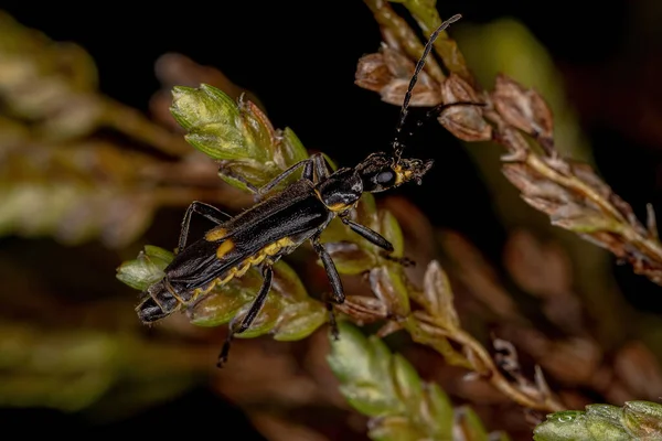 Escarabajo Soldado Adulto Familia Cantharidae — Foto de Stock