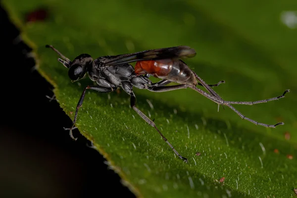 Pompilidae Ailesinin Yetişkin Örümcek Arısı — Stok fotoğraf