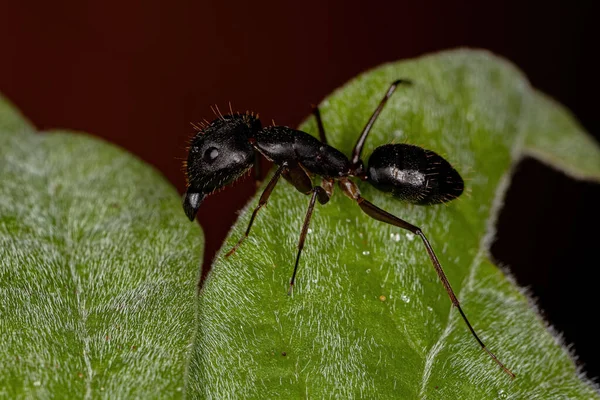 Adult Female Carpenter Ant Genus Camponotus — Stock Photo, Image