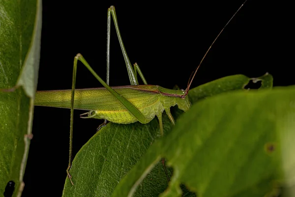 Phaneropterine Katydid Adulto Tribu Aniarellini —  Fotos de Stock