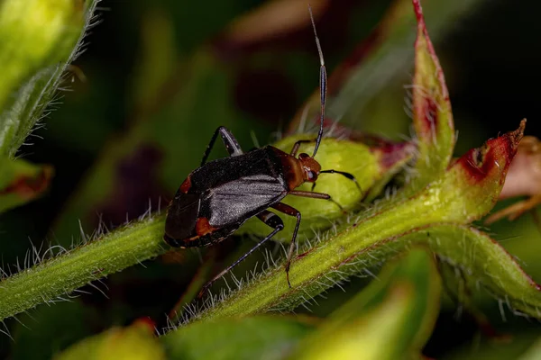 Horciasinus Cinsinin Küçük Bitki Böceği — Stok fotoğraf